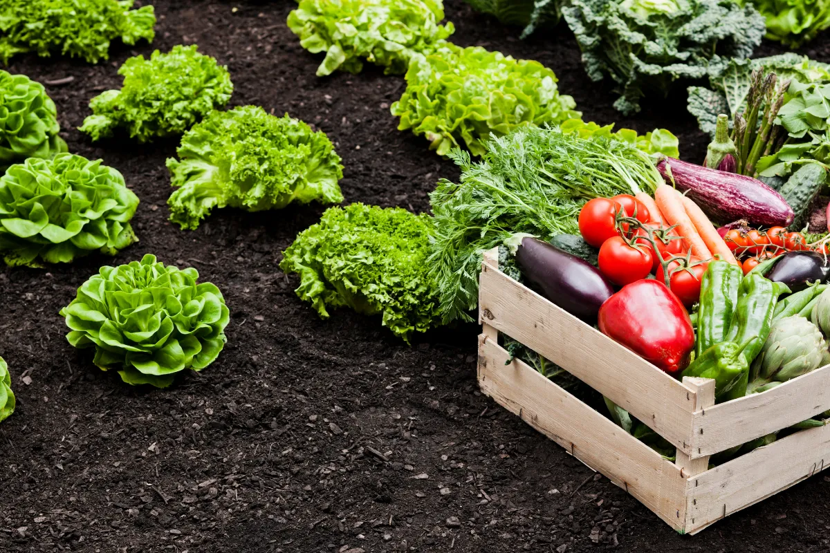 Plantação de alface com caixa de hortaliças recém-colhidas representando produção agrícola e preço dos alimentos.