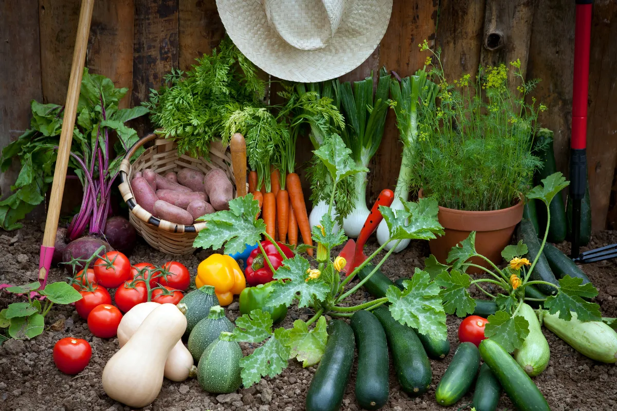 Horta com legumes e verduras colhidos representando alimentos na etapa final da cadeia produtiva do agro.
