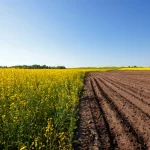 Lavoura com área cultivada e solo preparado mostrando etapa agrícola da cadeia produtiva do agro.