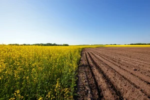 Lavoura com área cultivada e solo preparado mostrando etapa agrícola da cadeia produtiva do agro.