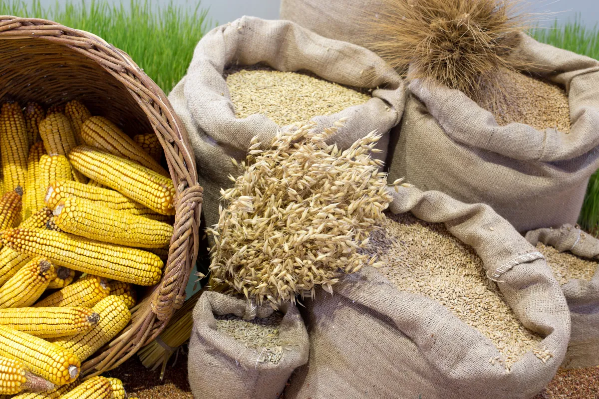 Espigas de milho e sacos com grãos armazenados representando a cadeia produtiva do agro desde a colheita.