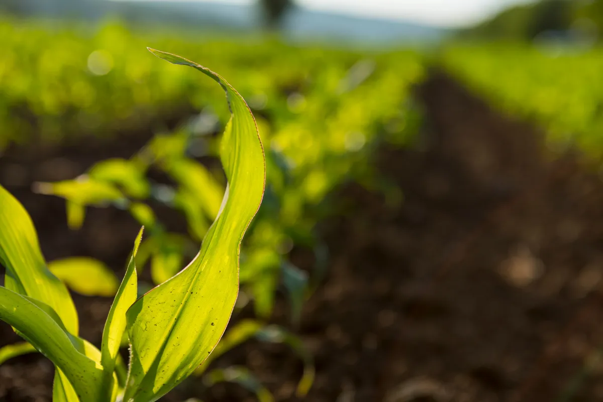 Mudas verdes crescendo em fileiras de plantio representando o início da cadeia produtiva do agronegócio.