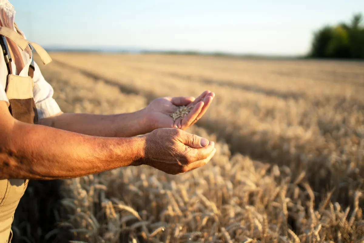 Agricultor avalia grãos colhidos em campo de trigo, verificando a qualidade antes da comercialização e exportação.