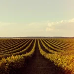 Extensa plantação organizada em fileiras representa a produção padronizada de commodities agrícolas para comercialização.