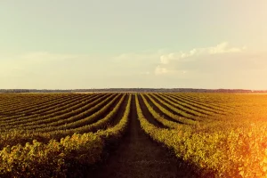 Extensa plantação organizada em fileiras representa a produção padronizada de commodities agrícolas para comercialização.