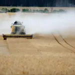 Colheitadeira realizando a colheita de grãos em grande plantação agrícola.