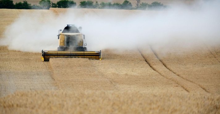 Colheitadeira realizando a colheita de grãos em grande plantação agrícola.