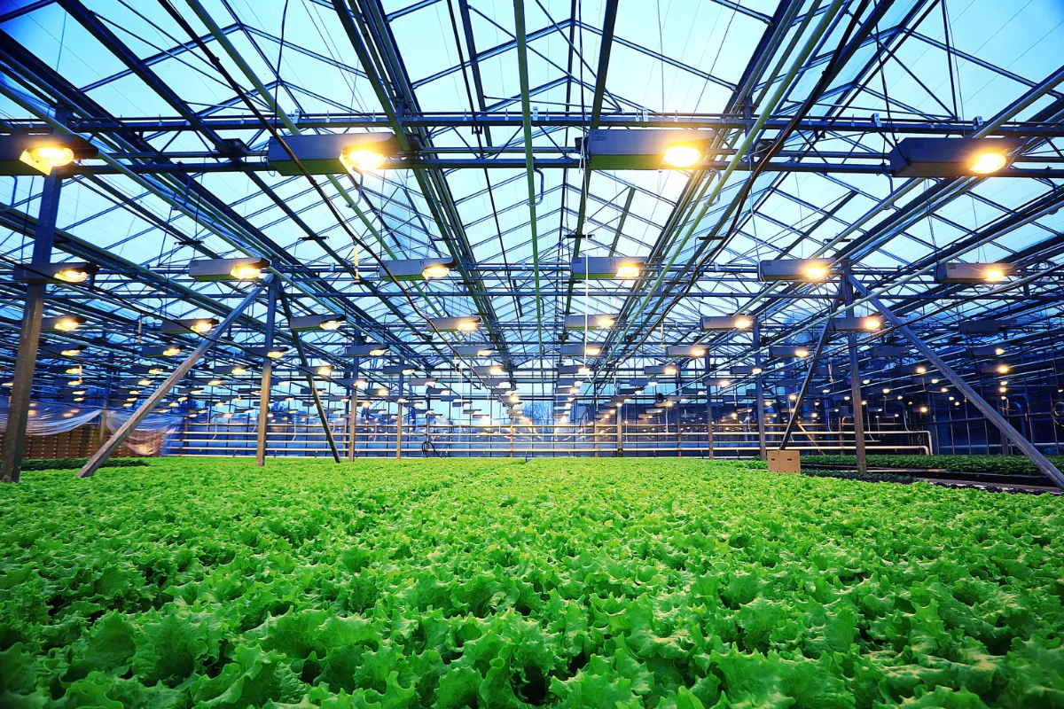 Plantação de alface em estufa agrícola iluminada mostrando produção controlada ligada à agricultura e agroindústria.