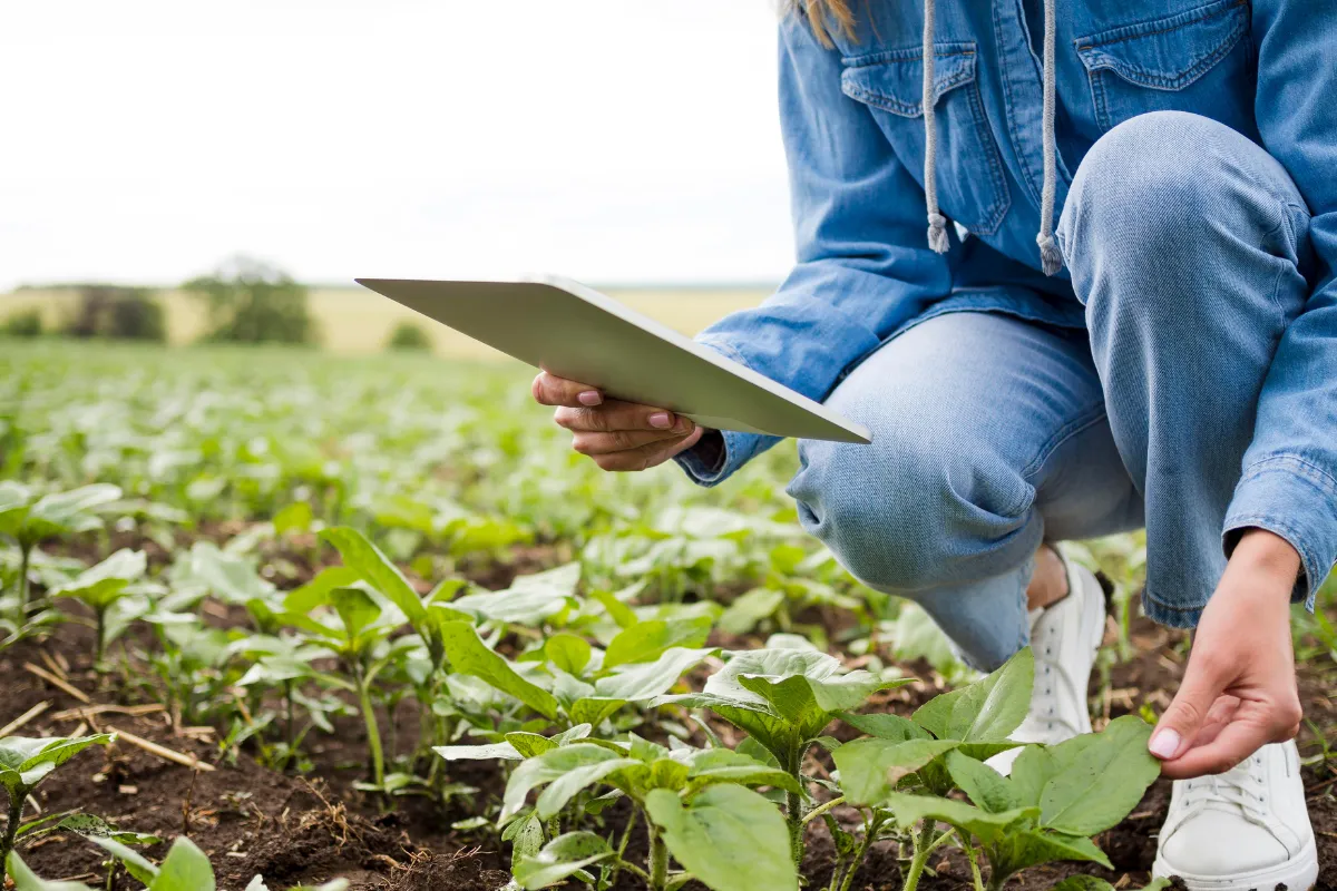 Profissional avalia plantas jovens com auxílio de tablet para monitorar o desenvolvimento da lavoura.