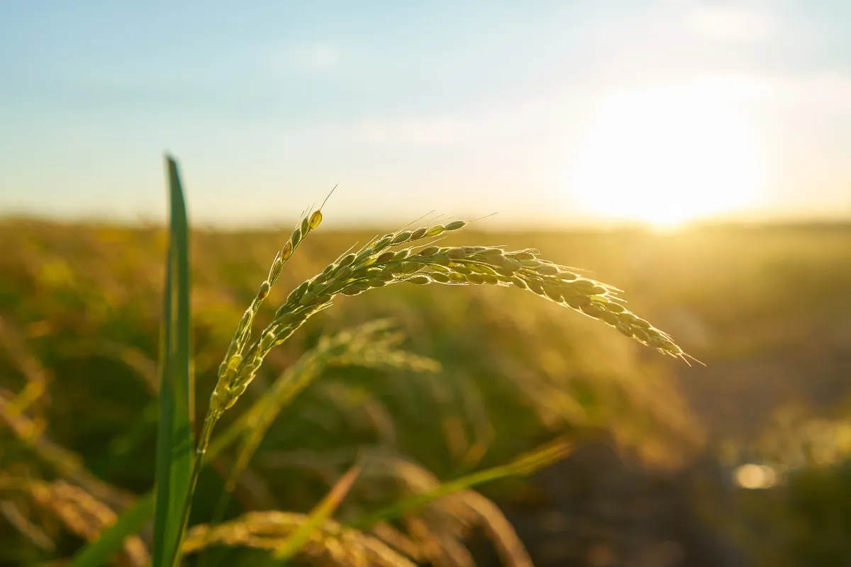 Espiga de grão em desenvolvimento iluminada pelo sol, representando matérias-primas agrícolas negociadas globalmente.