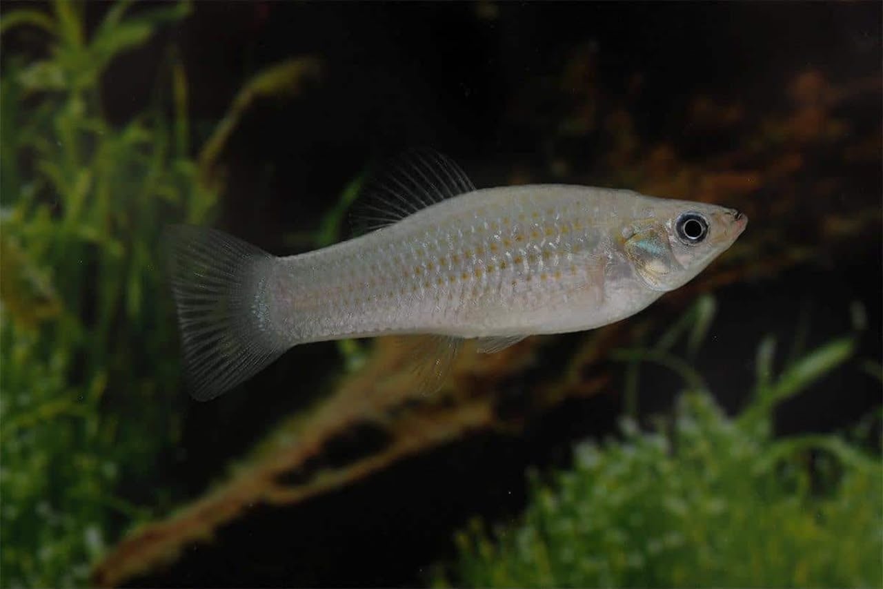 Espécie de peixe vive há 100 mil anos sem machos