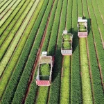 Colheitadeira trabalhando em lavoura dourada durante a safra, mostrando o uso de máquinas como insumos agrícolas na produção rural.