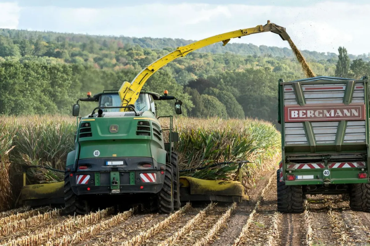 Equipamentos agrícolas realizam a colheita de milho e o carregamento da produção para transporte.
