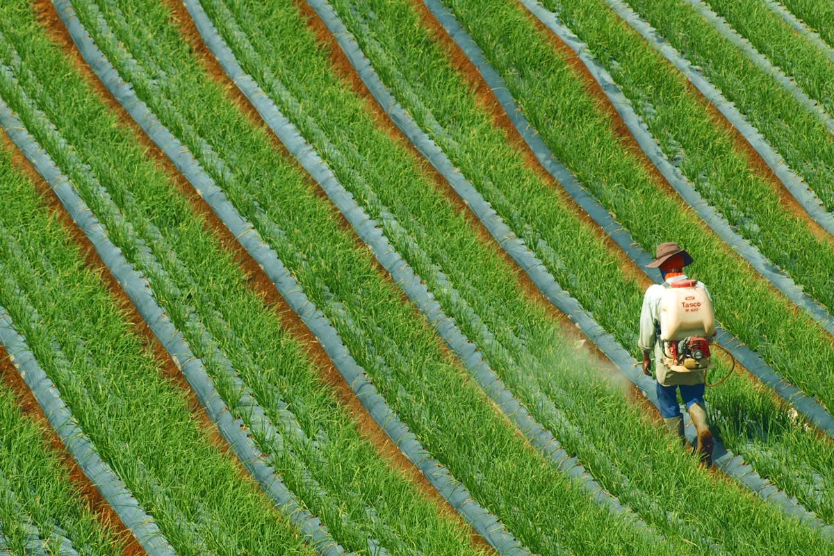 Vista aérea em ângulo diagonal de um trabalhador rural caminhando por um canteiro agrícola e aplicando insumos com um pulverizador costal motorizado em uma plantação organizada em linhas verdes sobre filme plástico cinza.