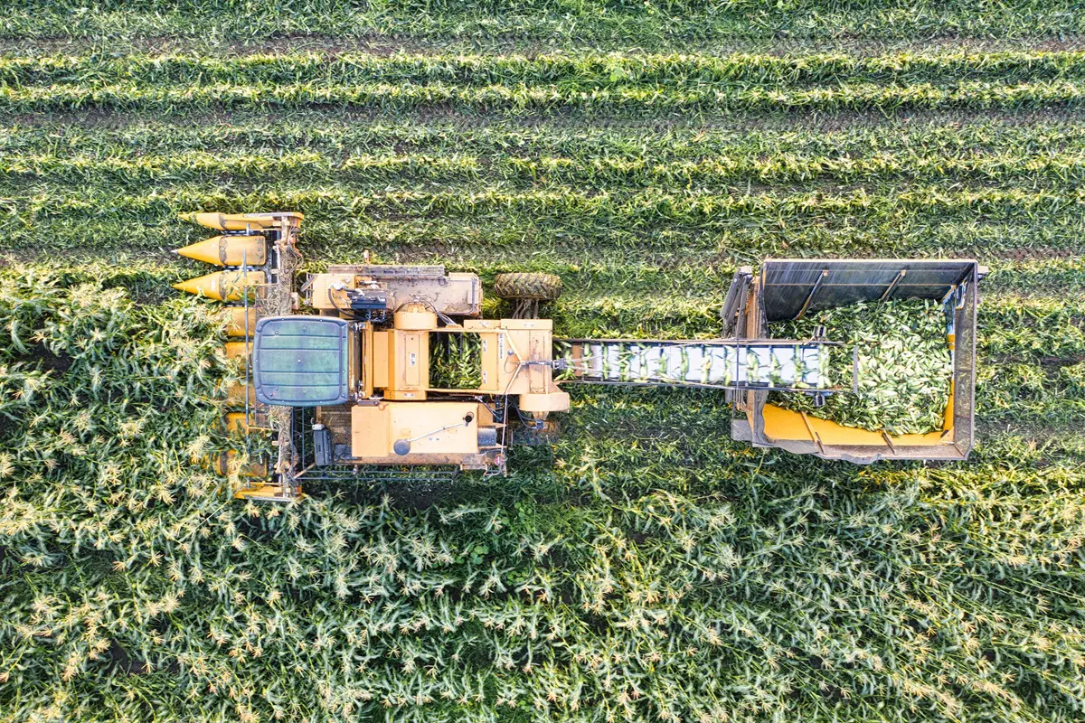 Fotografia aérea zenital de uma colheitadeira de milho amarela operando em um campo de cultivo vasto e denso. A máquina, vista de cima, percorre as fileiras verdes, processando o milho através de sua plataforma frontal e descarregando os grãos em um compartimento traseiro acoplado. O padrão de plantio em linhas retas contrasta com a estrutura mecânica robusta do equipamento.