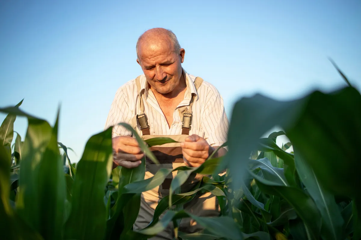 Agricultor analisando folhas de milho durante inspeção em plantação.