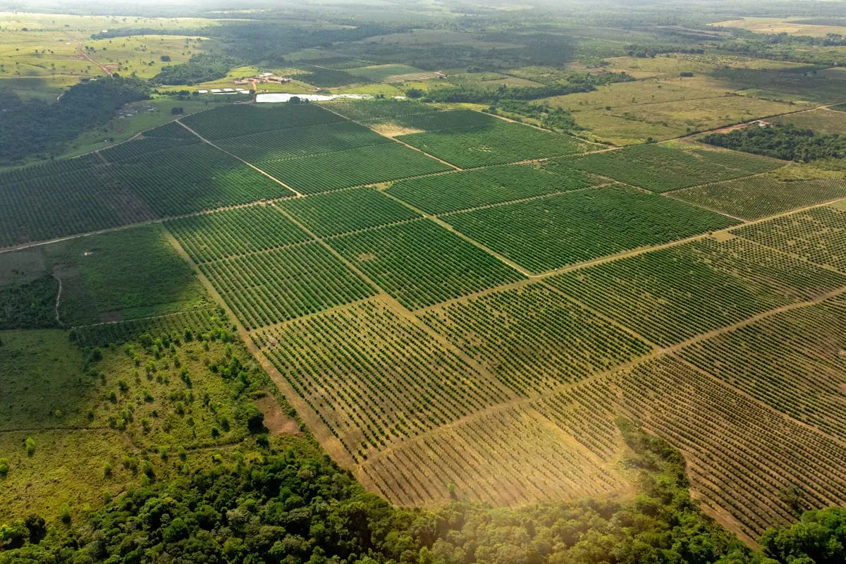 Vista aérea panorâmica de uma vasta propriedade agrícola dividida em talhões geométricos com plantações em linhas paralelas, cercada por áreas de mata nativa e pastagens sob a luz do sol.
