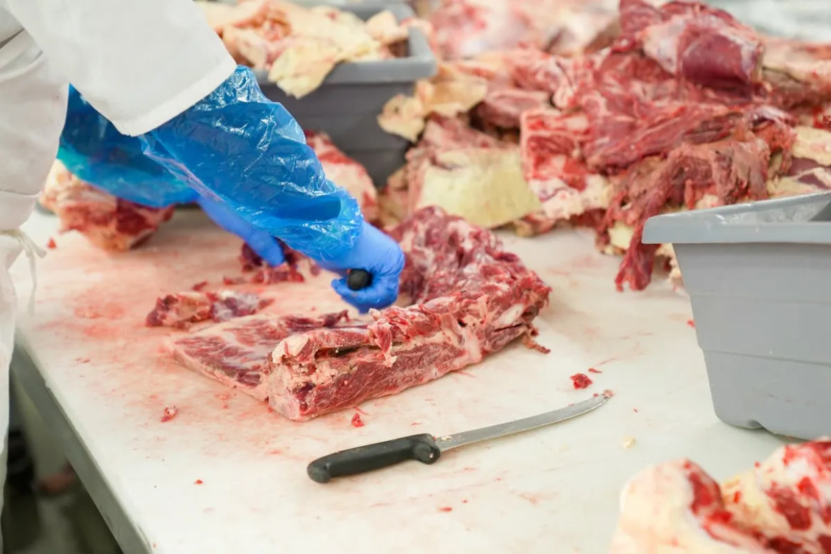 Funcionário com luvas e equipamentos de proteção realizando o processamento de carne em uma indústria frigorífica.