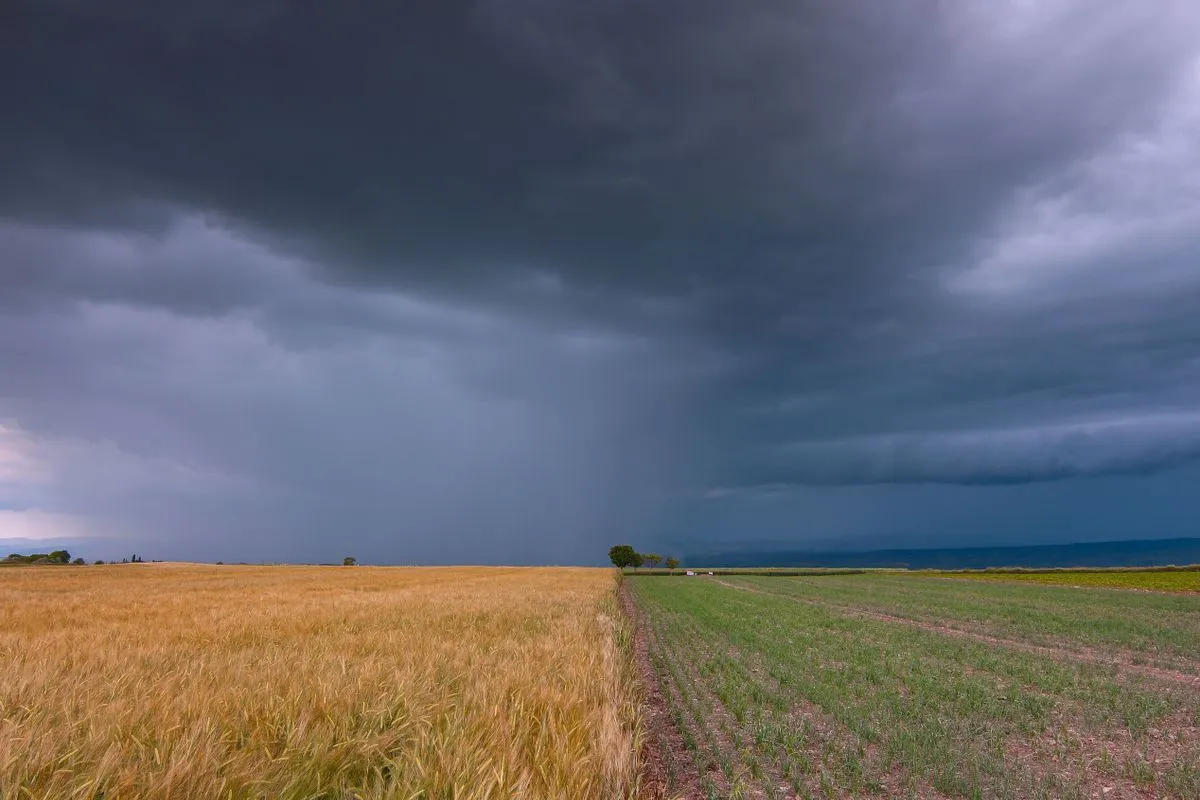 Vista panorâmica de um campo agrícola dividido simetricamente entre uma plantação de trigo dourado à esquerda e uma cultura verde jovem à direita, sob um céu coberto por nuvens de tempestade escuras e carregadas, com cortina de chuva visível ao fundo.