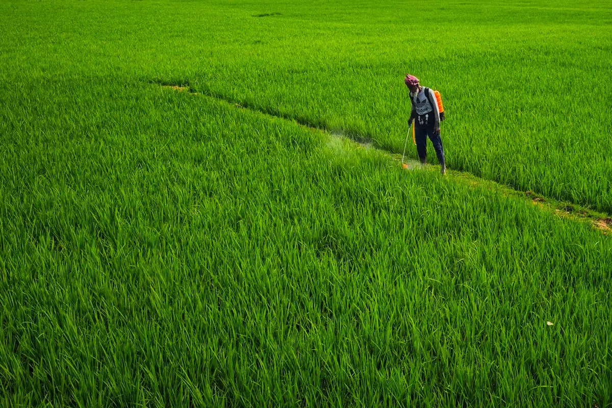 Fotografia aérea em plano aberto e ângulo picado alto mostrando um campo de cultivo agrícola intensamente verde e denso. No quadrante superior direito, um trabalhador rural caminha por uma trilha estreita e sinuosa aberta em meio à plantação. Ele veste calça comprida escura, camiseta preta com estampa branca e um lenço rosa na cabeça. Transportando um pulverizador costal com tanque laranja nas costas, ele segura uma haste longa que projeta uma névoa clara de pulverização líquida sobre a lavoura à sua frente.