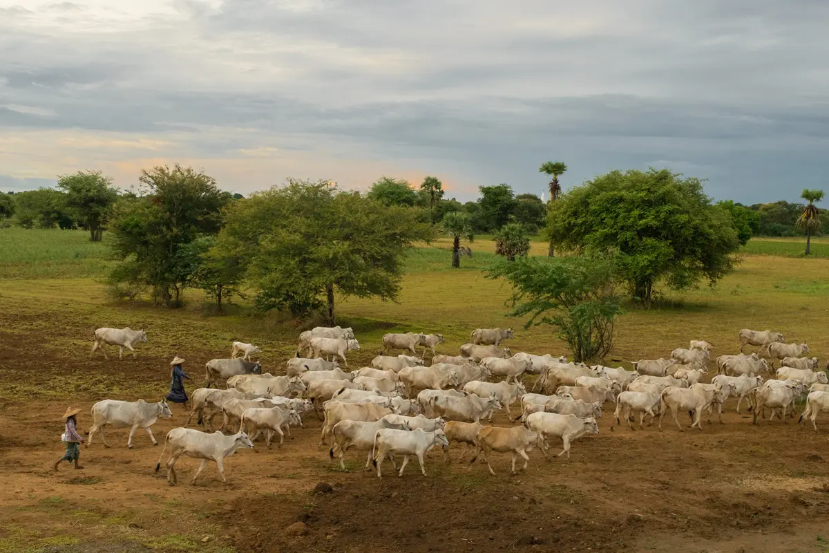 Fotografia em plano aberto mostrando um grande rebanho de gado bovino de pelagem clara caminhando por um terreno de terra batida. Duas pessoas com chapéus tradicionais acompanham o rebanho. O cenário inclui campos abertos, árvores esparsas e um céu nublado ao entardecer.