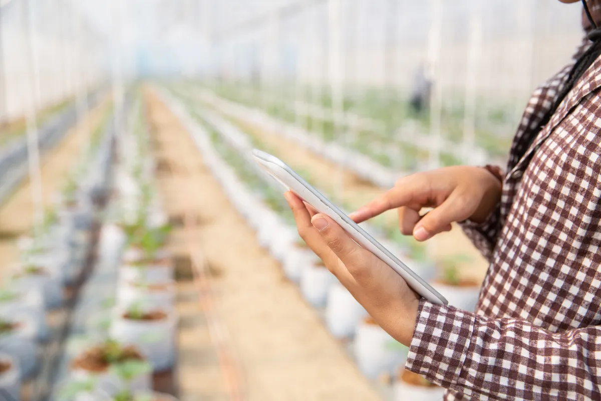 Ferramentas digitais ajudam produtores a acompanhar o desenvolvimento das lavouras com mais precisão.