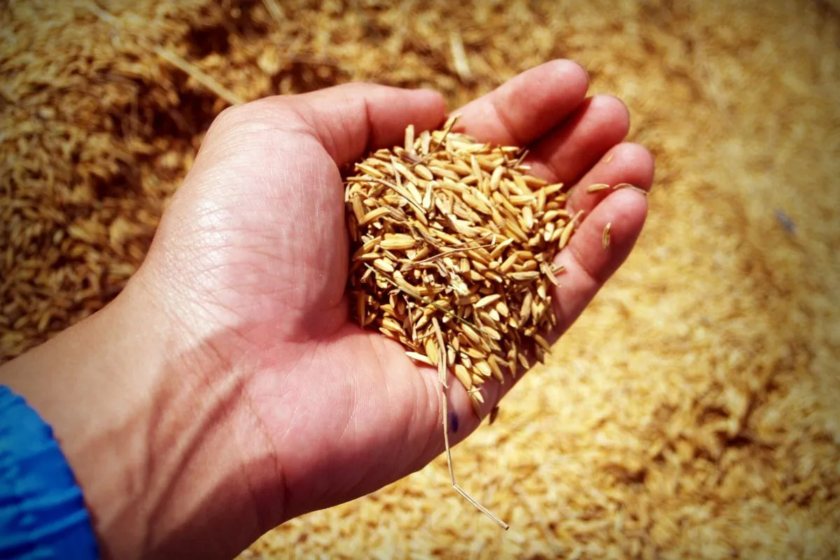 Close-up de uma mão humana aberta segurando um punhado de grãos de arroz com casca dourada, em frente a um fundo desfocado repleto da mesma colheita.