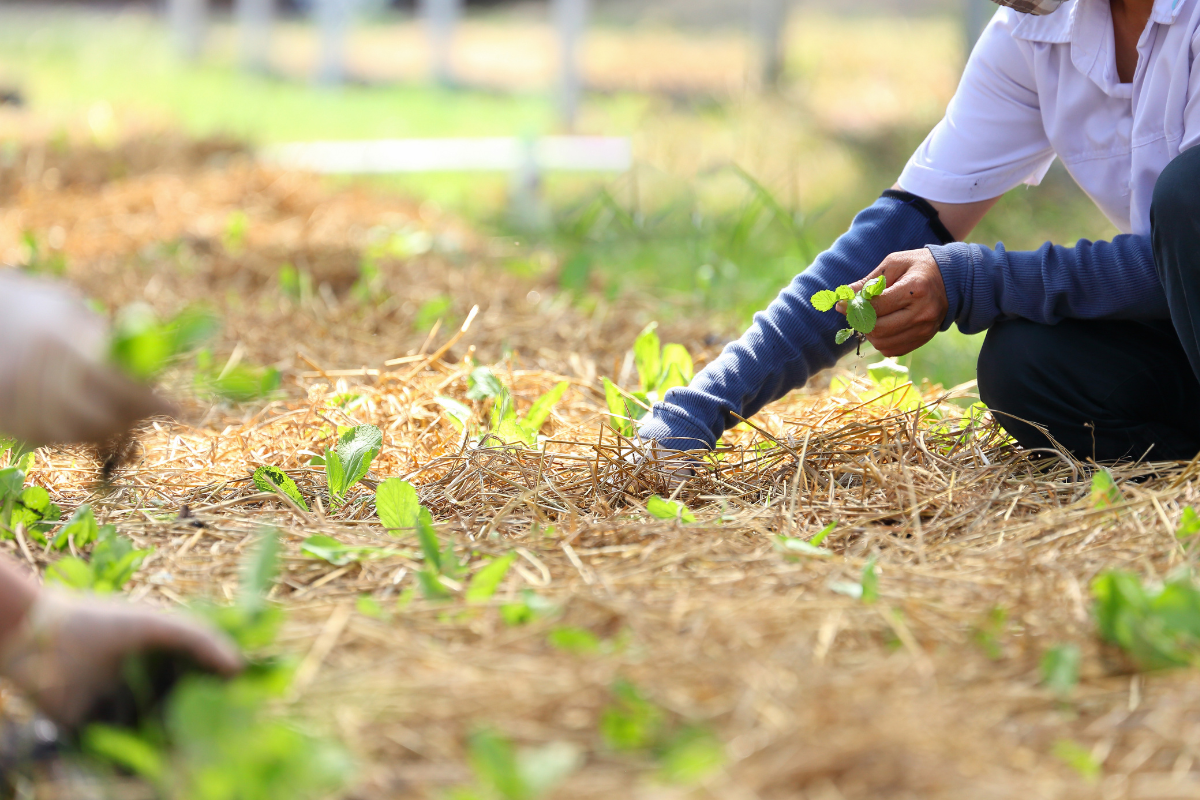 Pessoa removendo plantas invasoras em cultivo orgânico coberto com palha para conservação do solo.