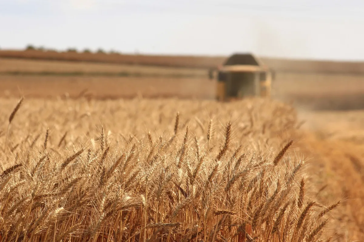Espigas de trigo maduras em primeiro plano com máquina agrícola ao fundo da lavoura.