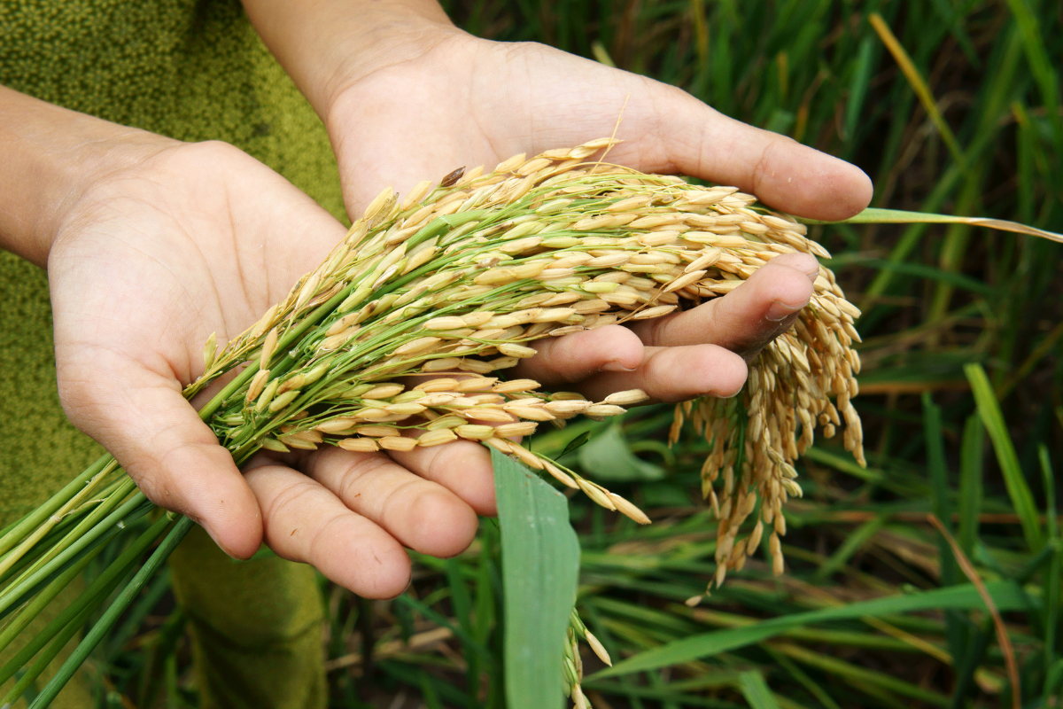 Espigas de arroz maduras sendo seguradas por mãos em área de cultivo agrícola.