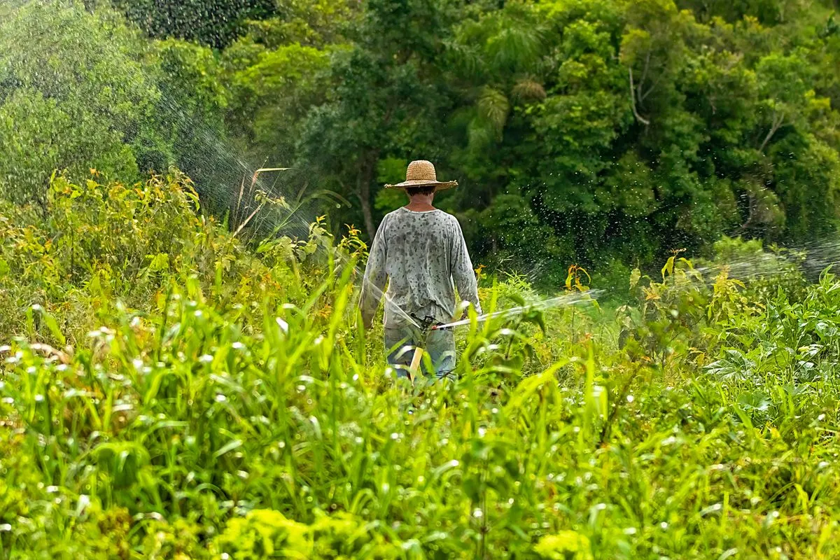 Trabalhador rural de costas, vestindo camisa cinza de manga longa molhada e chapéu de palha, caminha em meio a uma plantação verde e densa enquanto jatos de água de um sistema de irrigação por aspersão pulverizam o ambiente, tendo uma floresta ao fundo.