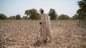 Os subsídios agrícolas na Europa reduzem os preços globais e prejudicam as exportações de commodities de países africanos como o Mali | Foto: Shutterstock