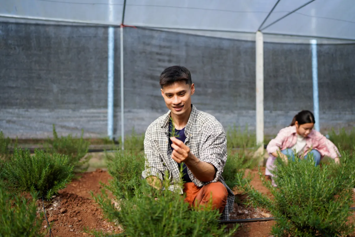Trabalhadores realizando manejo de ervas em ambiente protegido, acompanhando o desenvolvimento das plantas destinadas ao processamento.