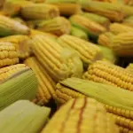 Fotografia em plano fechado de uma grande pilha de espigas de milho recém-colhidas. As espigas possuem grãos amarelo-vibrantes dispostos de forma densa e alinhada, com algumas mantendo parte das cascas verdes e claras. O foco seletivo destaca a textura dos grãos em primeiro plano, com as espigas ao fundo apresentando um desfoque suave que enfatiza a abundância da produção.