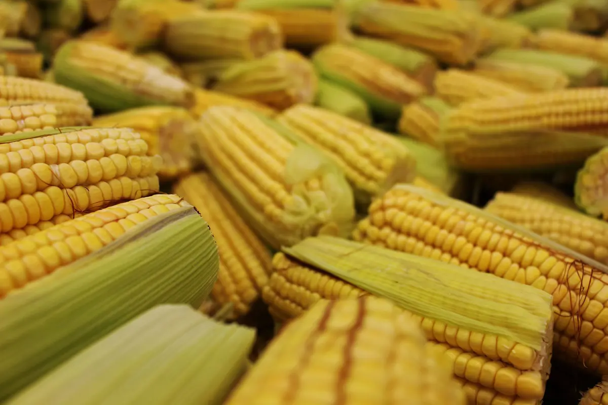 Fotografia em plano fechado de uma grande pilha de espigas de milho recém-colhidas. As espigas possuem grãos amarelo-vibrantes dispostos de forma densa e alinhada, com algumas mantendo parte das cascas verdes e claras. O foco seletivo destaca a textura dos grãos em primeiro plano, com as espigas ao fundo apresentando um desfoque suave que enfatiza a abundância da produção.