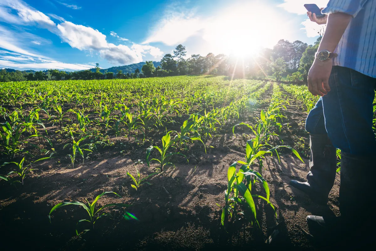 Profissional observando plantação em fase inicial de crescimento, utilizando tecnologia para acompanhar a produção agrícola.