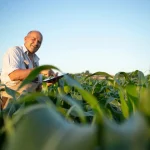Produtor rural utiliza tablet em plantação de milho para acompanhar dados da produção destinada ao mercado e exportação.
