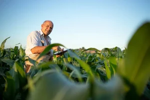 Produtor rural utiliza tablet em plantação de milho para acompanhar dados da produção destinada ao mercado e exportação.