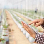 Profissional utiliza tablet em ambiente de cultivo protegido para acompanhar o desenvolvimento das plantas após o plantio.