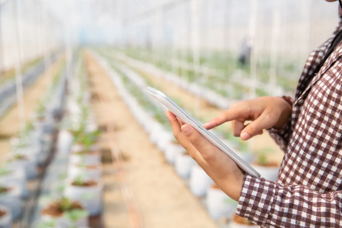 Profissional utiliza tablet em ambiente de cultivo protegido para acompanhar o desenvolvimento das plantas após o plantio.