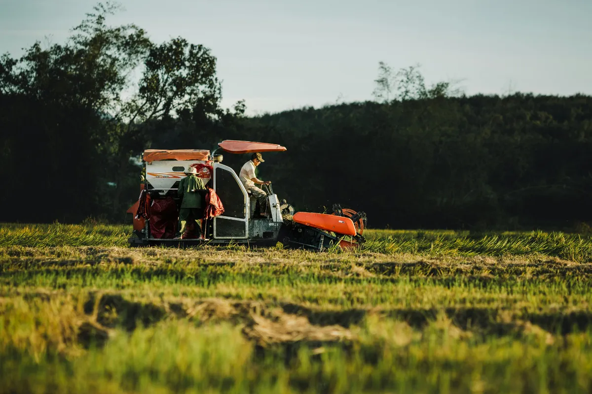 Máquina agrícola realizando colheita em lavoura durante etapa produtiva do agronegócio brasileiro.
