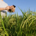 Pessoa usando celular em meio à plantação de arroz durante monitoramento da lavoura no contexto do agronegócio.