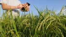Pessoa usando celular em meio à plantação de arroz durante monitoramento da lavoura no contexto do agronegócio.