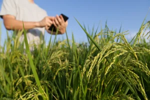 Pessoa usando celular em meio à plantação de arroz durante monitoramento da lavoura no contexto do agronegócio.