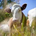 Fotografia em plano fechado capturando uma vaca de raça com pelagem branca e marrom, vista frontalmente em um pasto. O animal possui brincos de identificação nas orelhas. O foco está no rosto da vaca, enquanto vegetação alta e verde, ligeiramente fora de foco, cria uma moldura natural em primeiro plano. O céu azul aparece ao fundo em um dia ensolarado.