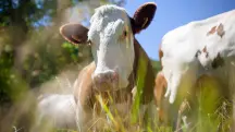 Fotografia em plano fechado capturando uma vaca de raça com pelagem branca e marrom, vista frontalmente em um pasto. O animal possui brincos de identificação nas orelhas. O foco está no rosto da vaca, enquanto vegetação alta e verde, ligeiramente fora de foco, cria uma moldura natural em primeiro plano. O céu azul aparece ao fundo em um dia ensolarado.