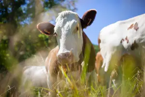 Fotografia em plano fechado capturando uma vaca de raça com pelagem branca e marrom, vista frontalmente em um pasto. O animal possui brincos de identificação nas orelhas. O foco está no rosto da vaca, enquanto vegetação alta e verde, ligeiramente fora de foco, cria uma moldura natural em primeiro plano. O céu azul aparece ao fundo em um dia ensolarado.