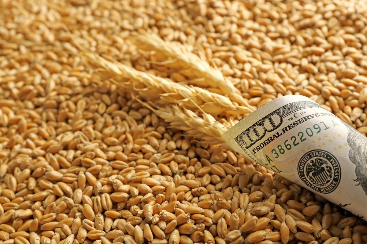 Grãos de trigo ao lado de nota de dólar representam capitalização da produção agropecuária por meio de crédito rural.