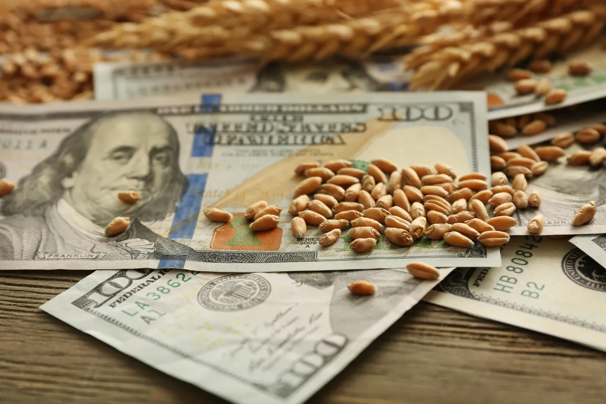 Grãos e notas de dólar sobre mesa ilustram a influência do financiamento rural na competitividade do agronegócio.