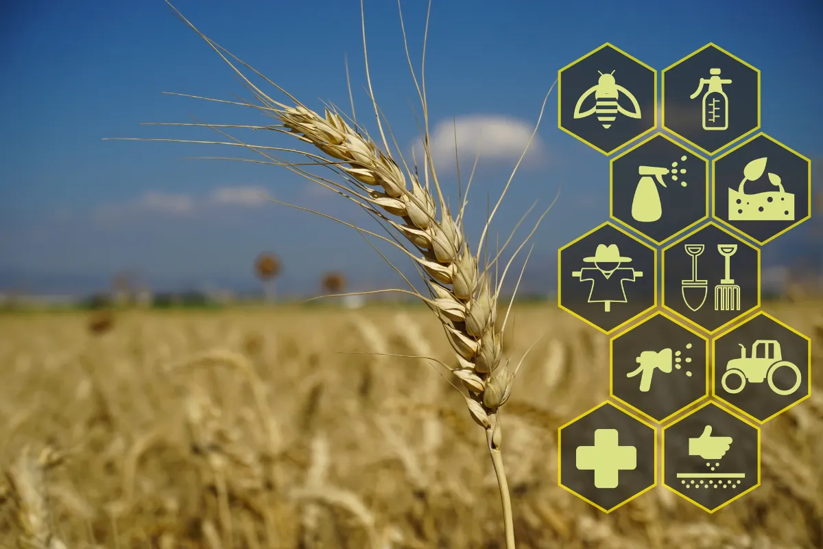 Espiga de trigo com ícones agrícolas digitais representa inovação, manejo e tecnologias apoiadas por crédito rural.
